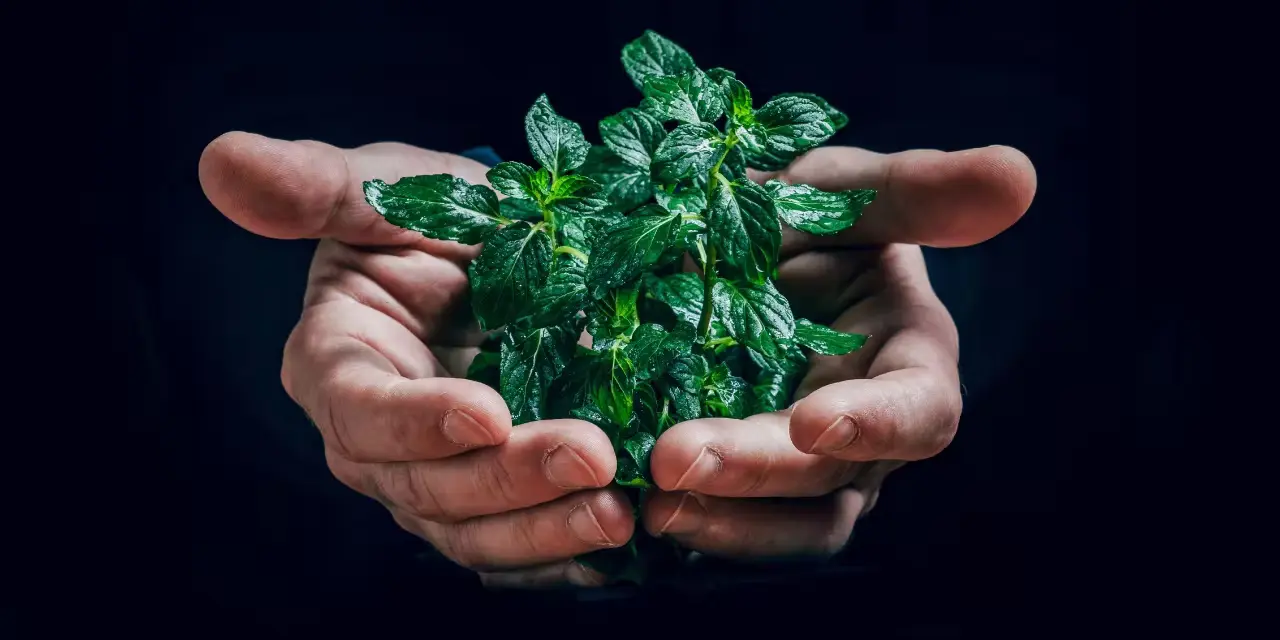 Use technologies that do not harm nature